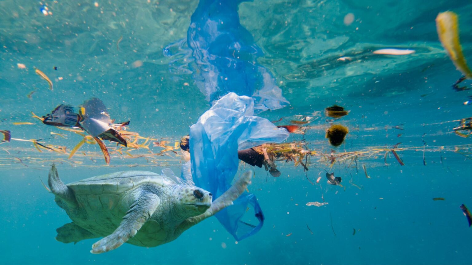 5 Exemplos De Desequilibrio Ecologico Site Br.Answers.Yahoo.Com